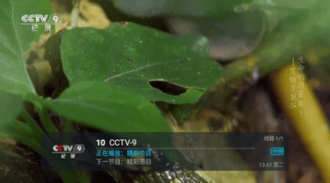 瑶瑶TV免费版