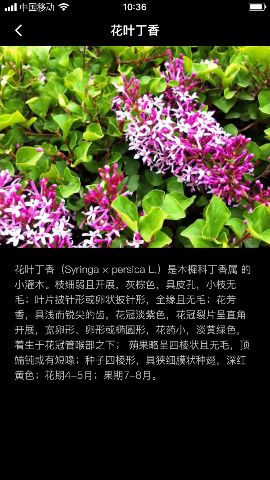 丁香花瓣